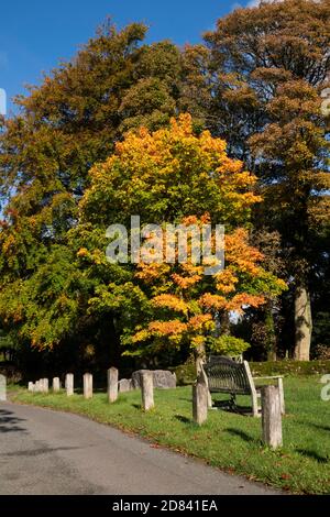 Großbritannien, England, Staffordshire, Moorlands, Grindon, herbstliche Bäume rund um das Dorf grün Stockfoto