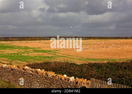 Ein großes Feld, gefüllt mit einer Mischung von Vögeln, die sich von dem verschütteten Mais ernähren, der von der Ernte übrig geblieben ist. Stockfoto