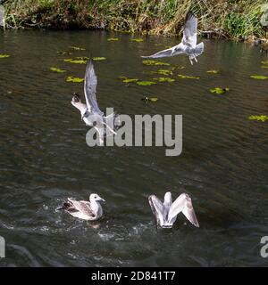 Möwen im Flug Stockfoto