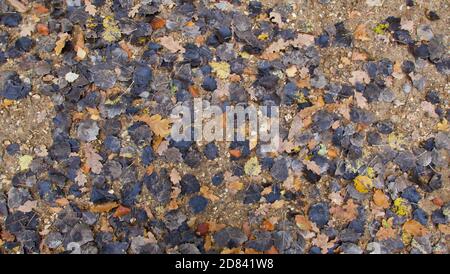Hintergrund von sortierten Gartenblättern in verschiedenen Farben auf dem Boden Stockfoto