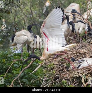 Weißer / heiliger Ibis im Flug in Bundaberg botanischen Gärten Stockfoto