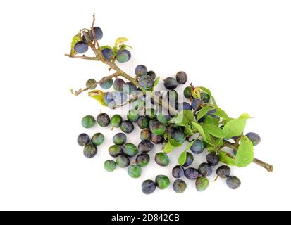 Schlehe Beeren aus dem Schlehdorn Busch für die Schlehe verwendet gin und Marmelade Stockfoto