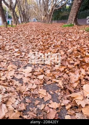 Eichenblätter während der Herbst- oder Herbstsaison in Kapstadt, Südafrika liegen auf dem Boden als Matte oder Teppich Konzept Wetter und Klima Stockfoto