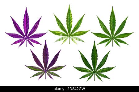 Realistisch gezeichnete grüne und lila Hanfblätter auf weißem Hintergrund. Cannabis.