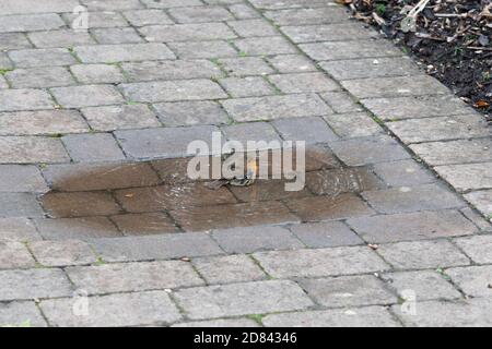 Robin waschen in einer Pfütze auf einem Gartenweg. VEREINIGTES KÖNIGREICH Stockfoto