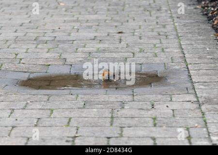 Robin waschen in einer Pfütze auf einem Gartenweg. VEREINIGTES KÖNIGREICH Stockfoto