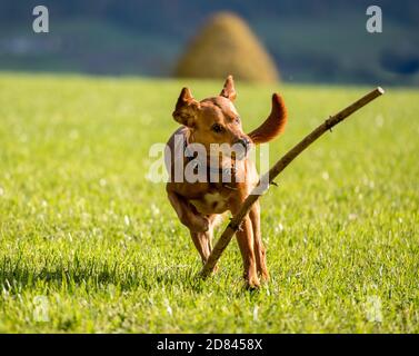 Brown labrador Retriever läuft und spielt mit Stick in grün Ein Stockfoto