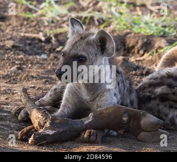 Kleine gefleckte Hyäne (Crocuta crocuta), die im Kruger National Park, Südafrika, ein Büffelbein frisst Stockfoto