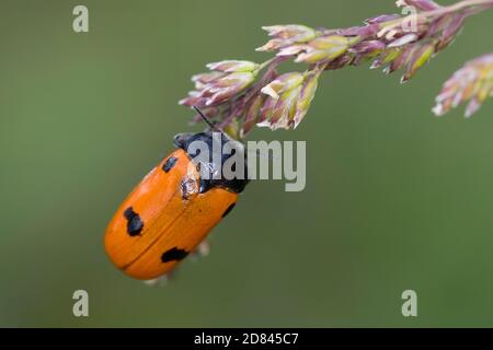 Vierpunkt-Ameisenblattkäfer, Ameisen-Blattkäfer, Ameisenblattkäfer, Sackkäfer, Vierpunkt-Sackblattkäfer, Vierpunkt-Sackkäfer, Vierpunkt-Sackkäfer, Vierpunktiger Sackkäfer Stockfoto