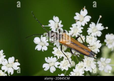 Gemeiner Scheinbockkäfer, Gemeiner Schenkelkäfer, Scheinbockkäfer, Schenkelkäfer, Blütenbesuch, Oedemera femorata, Oedemeridae, Scheinböcke, Pollen-fe Stockfoto