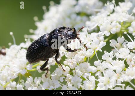 Kopfhornschröter, Kopfhorn-Schröter, Baumschröter, Sinodendron cylindricum, Nashornkäfer, kleiner europäischer Nashornkäfer, Nashornkäfer Stockfoto