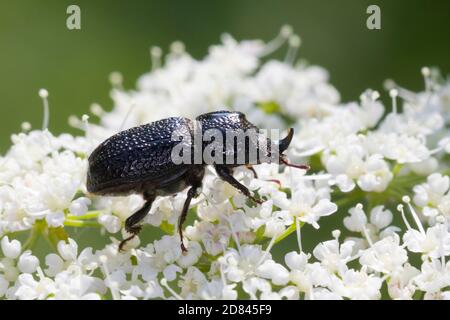 Kopfhornschröter, Kopfhorn-Schröter, Baumschröter, Sinodendron cylindricum, Nashornkäfer, kleiner europäischer Nashornkäfer, Nashornkäfer Stockfoto