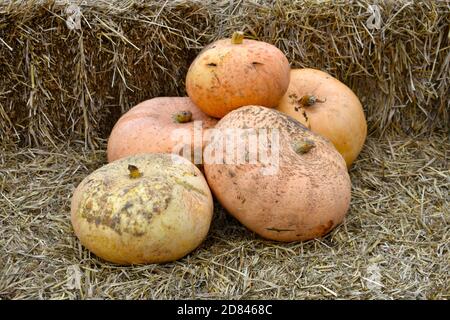 Schöne runde orange Kürbisse in einem Stapel gestapelt, frisch gepflückt, auf Strohballen Stockfoto