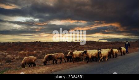 Eine Herde Schafe am Straßenrand in der Karakum Wüste in Turkmenistan an einem bewölkten Abend. Stockfoto