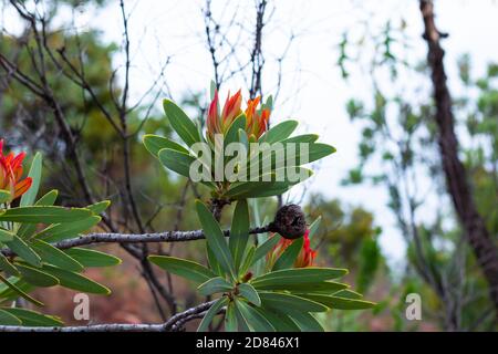 Blühender Zuckerbusch - Protea caffra Stockfoto