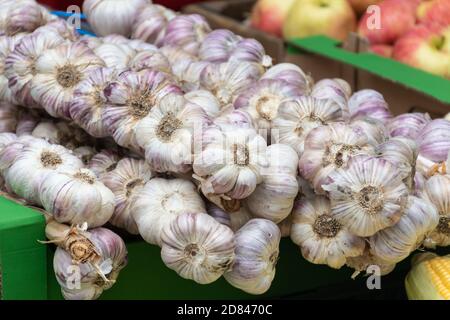 Rote Knoblauch hängen auf Farmer's Market Stall. Weiß und Lila rote Köpfe, Bits von Wurzeln, Stämme Stockfoto