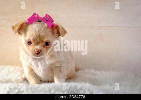 Roter flauschiger Welpe chihuahua mit roter Schleife auf dem Kopf. Stockfoto