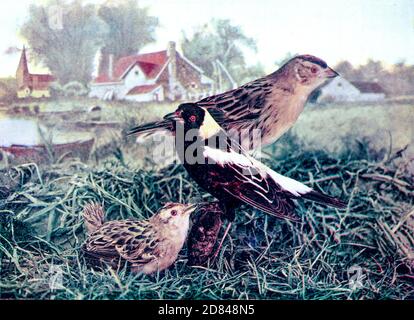 Männchen, Weibchen und Küken Bobolinks (Dolichonyx oryzivorus) ist eine kleine New World Amsel und das einzige Mitglied der Gattung Dolichonyx. From Birds : illustriert durch Farbfotografie : eine monatliche Serie. Kenntnisse von Bird-Life Vol. 1 Nr. 3 März 1897 Stockfoto