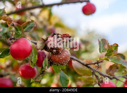 Geschrumpfte Äpfel auf den Ästen der pflücken-eigenen Apfelbäume im Hofladen Potsdam - Neumanns Erntegarten in Potsdam, Deutschland Stockfoto