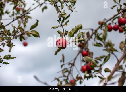 Ein roter Apfel hängt von einem Zweig in einem eigenen Apfelgarten wachsen im Hofladen Potsdam - Neumanns Erntegarten in Potsdam, Deutschland Stockfoto
