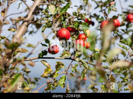 Rote Äpfel wachsen auf Apfelbäumen im Hofladen Potsdam - Neumanns Erntegarten in Potsdam Stockfoto