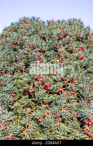 Nahaufnahme von roten, fleischigen Eibenbeeren (Arillen) auf einer Gemeinen Eibe (Taxus baccata) Stockfoto