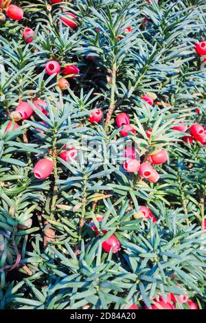 Nahaufnahme von roten, fleischigen Eibenbeeren (Arillen) auf einer Gemeinen Eibe (Taxus baccata) Stockfoto