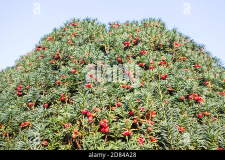 Nahaufnahme von roten, fleischigen Eibenbeeren (Arillen) auf einer Gemeinen Eibe (Taxus baccata) Stockfoto