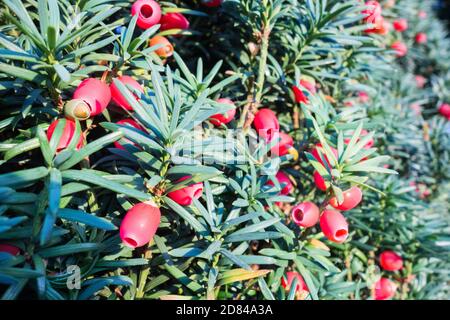 Nahaufnahme von roten, fleischigen Eibenbeeren (Arillen) auf einer Gemeinen Eibe (Taxus baccata) Stockfoto