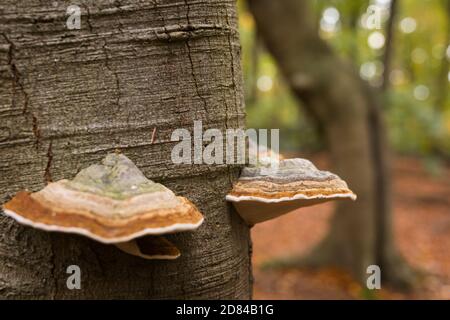 Zunder Pilze wachsen auf einem Buchenstamm in einem Wald in den Niederlanden Stockfoto