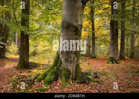 Herbstlandschaft mit einer alten Buche mit Inschriften in der Rinde geschnitzt, Niederlande Stockfoto