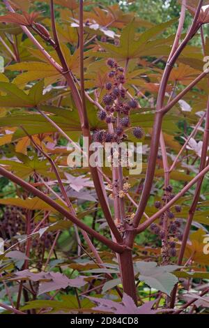 Rizinusbohne (Ricinus communis). Genannt afrikanischen Woner Baum, Rizinusöl-Pflanze und Mole Bohne Pflanze auch Stockfoto