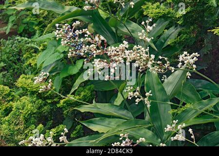 Ostasiatische pollia (Pollia japonica). Auch Yabumyoga und Spiderwort genannt Stockfoto