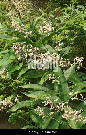 Ostasiatische pollia (Pollia japonica). Auch Yabumyoga und Spiderwort genannt Stockfoto