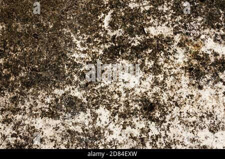 Eine schimmelige moosige verputzte Wand Stockfoto