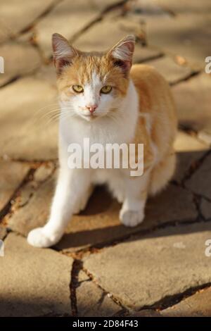 Weiße Ingwer Katze sitzt auf der Straße im Herbst sonnig Tag Stockfoto