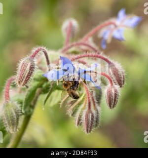 Biene auf Borretsch Blume Stockfoto