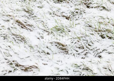 Die Textur des frischen Schnees bedeckt ein Grasfeld im Winter. Mehrere Grashalme kommen durch die dünne Schicht des Niederschlags, was Kontrast hinzufügt. Stockfoto