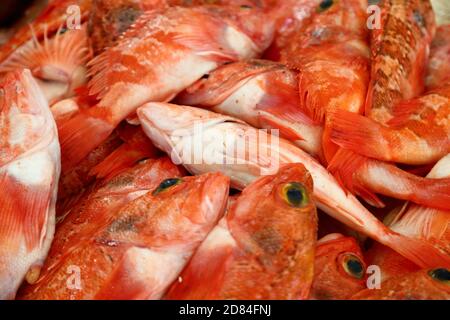 Markthändler bieten ihre frischen Produkte auf dem lokalen Markt, Mercado dos Lavradores, in Funchal, Madeira, Portugal an Stockfoto