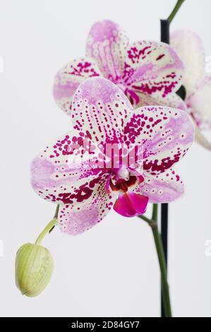 Elegante lila Orchidee Blume isoliert auf weißem Studio-Hintergrund Stockfoto