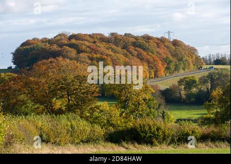 Aylesbury Vale, Buckinghamshire, Großbritannien. Oktober 2020. Ein Viadukt für HS2 wird durch einen Teil des wunderschönen alten Jones Hill Wood gehen. Eine Zufahrtsstraße zu den Wäldern wurde von HS2 durch Ackerland, das HS2 zwangsweise erworben hat, gelegt. Kritisch seltene Barbaren Fledermäuse werden geglaubt, um in diesen Wäldern zu brüten. Der Bau der Hochgeschwindigkeitsbahn von London nach Birmingham gefährdet 108 uralte Waldgebiete, 33 SSSIs und 693 Naturgebiete. Quelle: Maureen McLean/Alamy Stockfoto