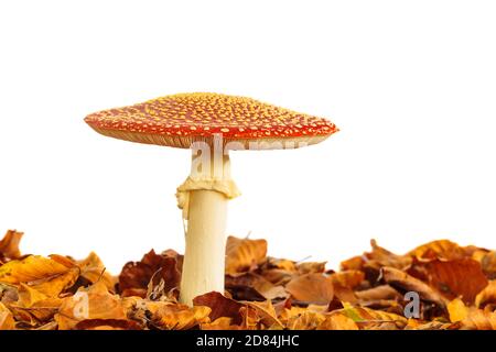 Fliegen Sie agaric toadstool mit Herbstblättern isoliert auf einem weißen Hintergrund Stockfoto