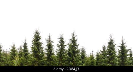 Reihe von Weihnachtskiefern isoliert auf einem weißen Hintergrund Stockfoto