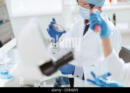 Nahaufnahme. Petrischale in den Händen eines Mikrobiologen. Stockfoto