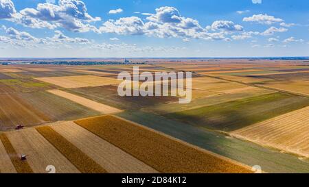 Über Ansicht über landwirtschaftliche Felder, bebaute Parzellen in der Erntezeit, zwei Erntemaschinen ernten reifen Mais, schönen blauen Himmel mit weißem Fluf Stockfoto