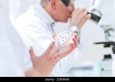 Nahaufnahme. Biologen erforschen Bakterien in einer Petrischale. Stockfoto