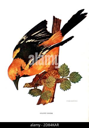 Männliche eurasische goldene Oriole (Oriolus oriolus) oder einfach goldene Oriole, Vögel : illustriert durch Farbfotografie : eine monatliche Serie. Kenntnisse über Bird-Life Vol. 1 Nr. 1 Januar 1897 Stockfoto