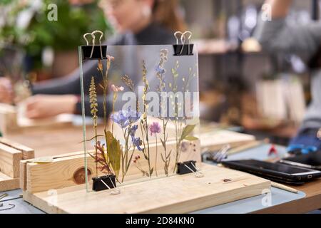 Eine Frau fixiert Glasplatten. Meisterkurs zur Rahmenerstellung mit Herbarium in tiffany-Technik in Buntglas. Herbarium von getrockneten verschiedenen Pflanzen Stockfoto