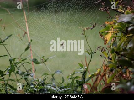 Spinne im Taunetz im Garten, im Herbst, Lancashire, Großbritannien Stockfoto