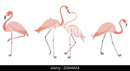 Vektor-Set von Flamingos in verschiedenen Posen. Männliche und weibliche rosa Vögel im flachen Stil. Stock Vektor